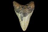 Bargain, Fossil Megalodon Tooth - North Carolina #131575-1